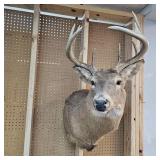 10 Pt Buck Mount from South Western Minnesota