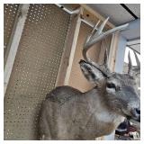 10 Pt Buck Mount from South Western Minnesota