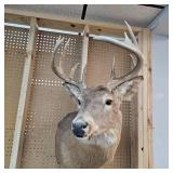 10 Pt Buck Mount from South Western Minnesota