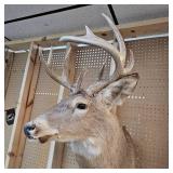 10 Pt Buck Mount from South Western Minnesota