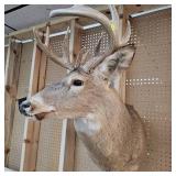 10 Pt Buck Mount from South Western Minnesota