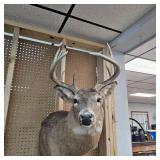 10 Pt Buck Mount from South Western Minnesota