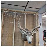 8 Pt Buck Mount from South Western Minnesota