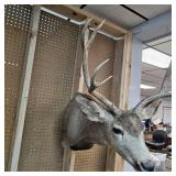 8 Pt Buck Mount from South Western Minnesota