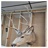 8 Pt Buck Mount from South Western Minnesota