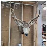 8 Pt Buck Mount from South Western Minnesota