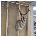 Pronghorn Antelope Mount