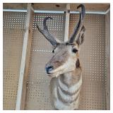 Pronghorn Antelope Mount