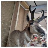Pronghorn Antelope Mount
