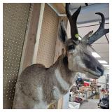 Pronghorn Antelope Mount