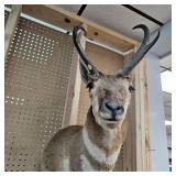 Pronghorn Antelope Mount