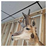 Pronghorn Antelope Mount