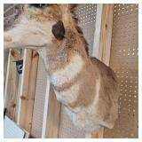 Pronghorn Antelope Mount