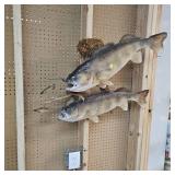 Very Nice Walleye Mount with a Pair Over 8lbs