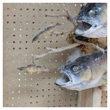 Very Nice Walleye Mount with a Pair Over 8lbs