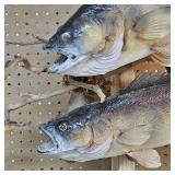 Very Nice Walleye Mount with a Pair Over 8lbs