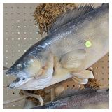 Very Nice Walleye Mount with a Pair Over 8lbs