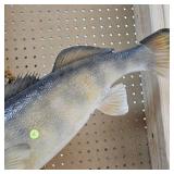 Very Nice Walleye Mount with a Pair Over 8lbs