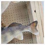 Very Nice Walleye Mount with a Pair Over 8lbs