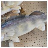 Very Nice Walleye Mount with a Pair Over 8lbs