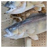 Very Nice Walleye Mount with a Pair Over 8lbs
