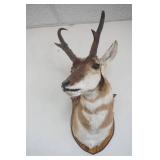Antelope Mount