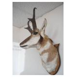 Antelope Mount