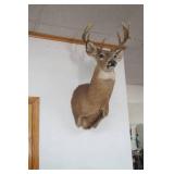 Buck Mount