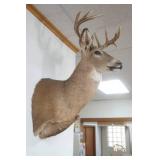 Buck Mount