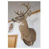Buck Mount