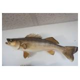 Walleye Mount 23" long
