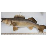 Walleye Mount 26" long