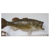 Largemouth Bass Mount 18" long