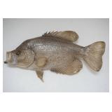 Crappie Mount 12"