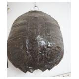 Snapping Turtle Shell 14" across