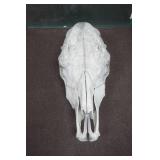 Bison Skull