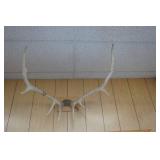 Elk Antlers Mount
