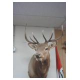 Elk Mount