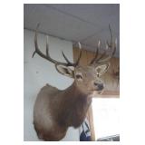 Elk Mount