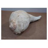 Large Conch Shell Large Conch Shell