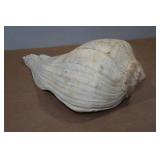 Large Conch Shell Large Conch Shell
