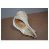 Large Conch Shell Large Conch Shell