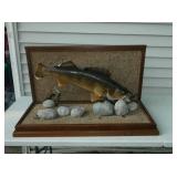 Walleye mount Walleye mount