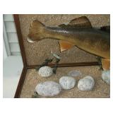 Walleye mount Walleye mount