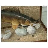 Walleye mount Walleye mount