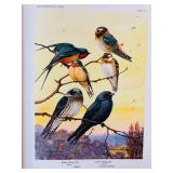 Bird Portraits in Color Book - 295 North American Birds Bird Portraits in Color Book - 295 North American Birds