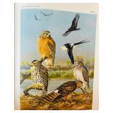Bird Portraits in Color Book - 295 North American Birds Bird Portraits in Color Book - 295 North American Birds