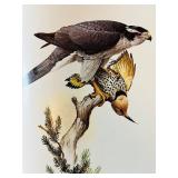 Birds of the Northern Forest 3-Volume Book Set by J.F. Lansdowne and John A. Livingston Birds of the Northern Forest 3-Volume Book Set by J.F. Lansdowne and John A. Livingston