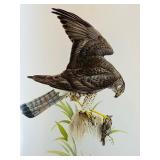 Birds of the Northern Forest 3-Volume Book Set by J.F. Lansdowne and John A. Livingston Birds of the Northern Forest 3-Volume Book Set by J.F. Lansdowne and John A. Livingston