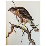 Birds of the Northern Forest 3-Volume Book Set by J.F. Lansdowne and John A. Livingston Birds of the Northern Forest 3-Volume Book Set by J.F. Lansdowne and John A. Livingston